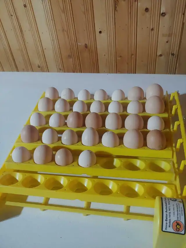 Oeufs fertiles à vendre.
