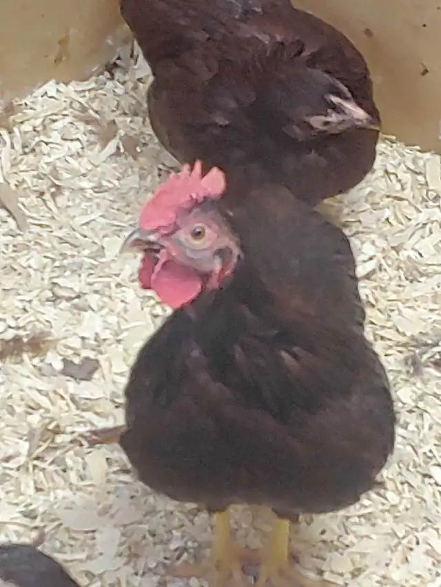 Oeufs fertiles à vendre. - Photo 2