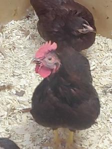 Oeufs fertiles à vendre. - Photo 2