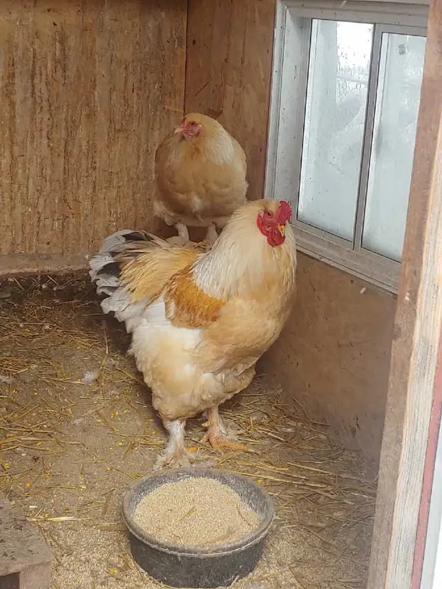 Oeufs fertiles à vendre. - Photo 3