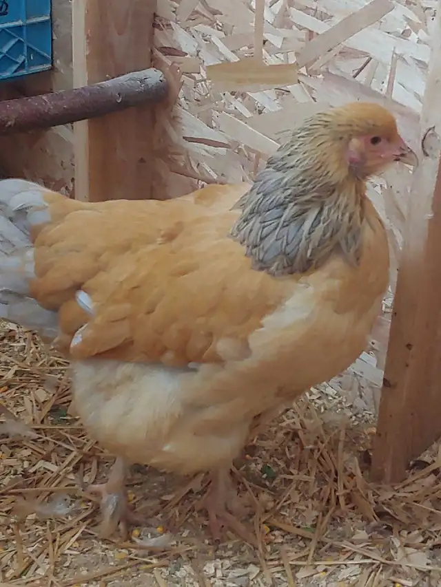 Oeufs fertiles à vendre. - Photo 4