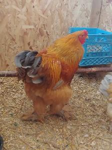 Oeufs fertiles à vendre. - Photo 5