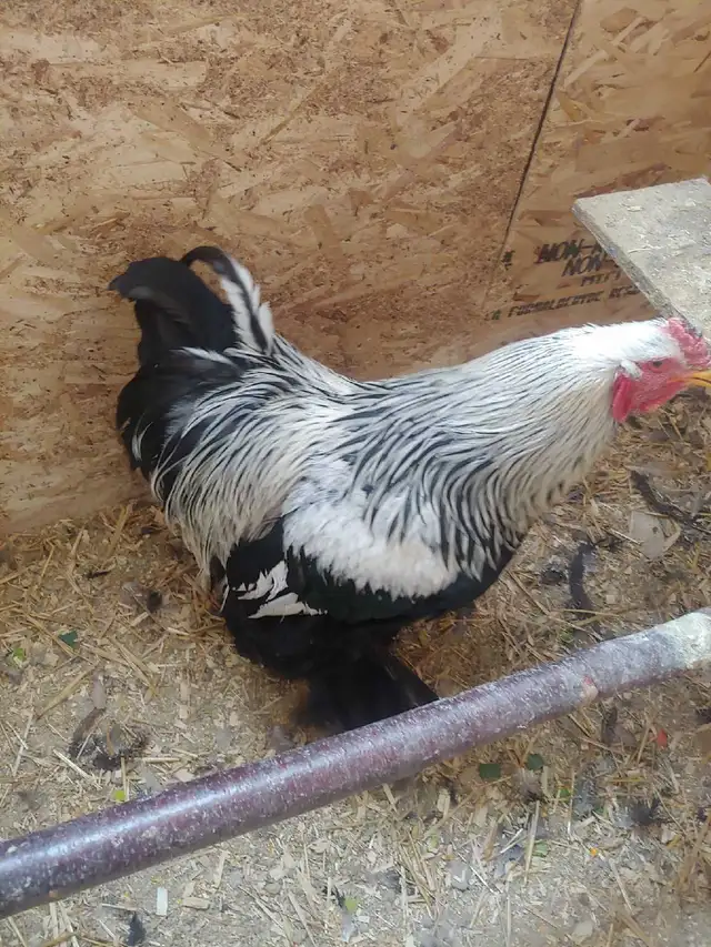 Oeufs fertiles à vendre. - Photo 6