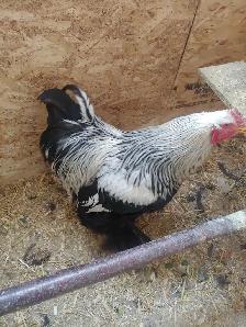 Oeufs fertiles à vendre. - Photo 6