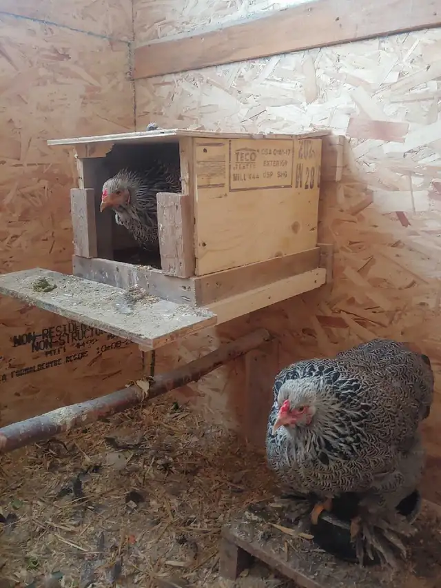 Oeufs fertiles à vendre. - Photo 7