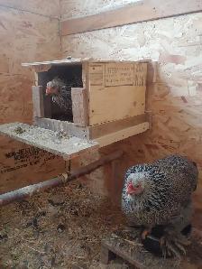 Oeufs fertiles à vendre. - Photo 7