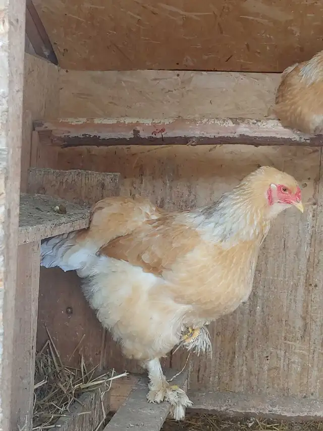 Oeufs fertiles à vendre. - Photo 8