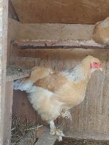 Oeufs fertiles à vendre. - Photo 8