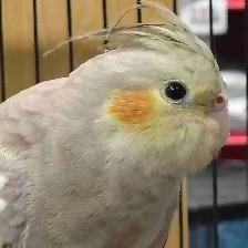baby cockatiel