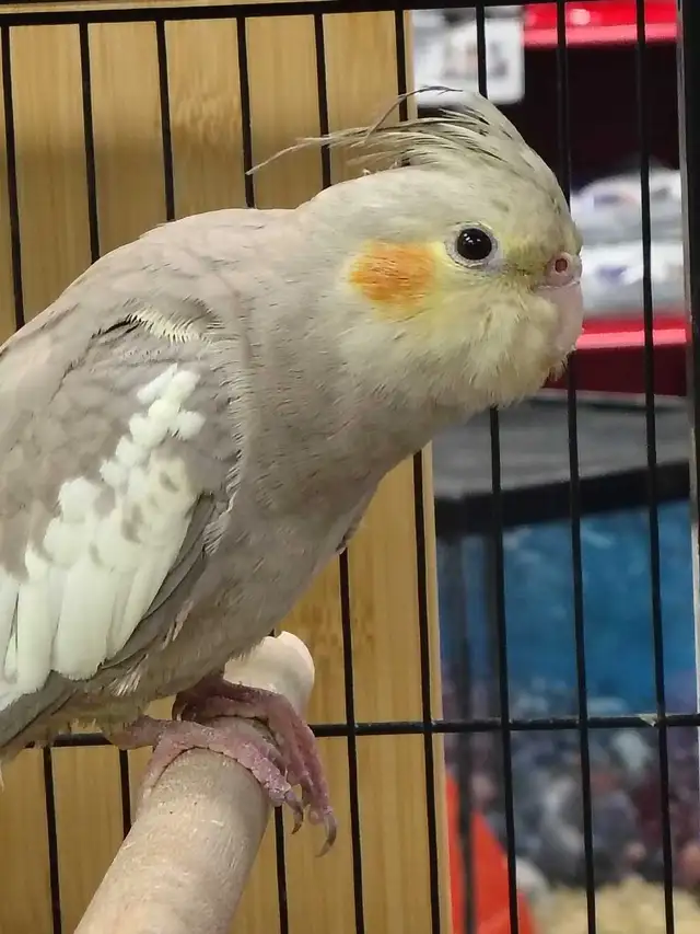 baby cockatiel - Photo 2