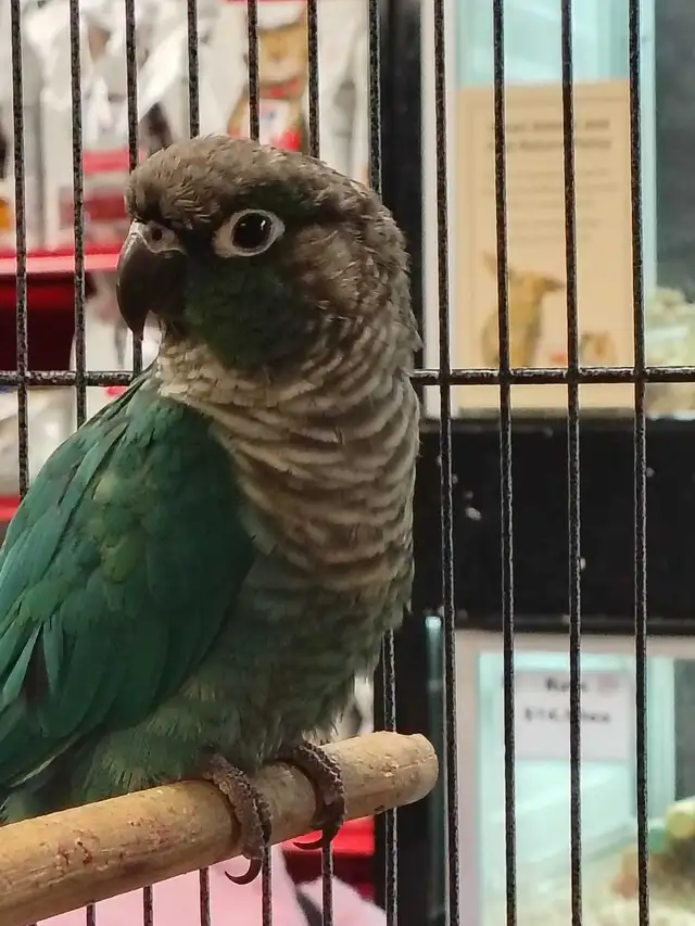 turquoise conure