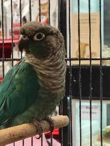 turquoise conure