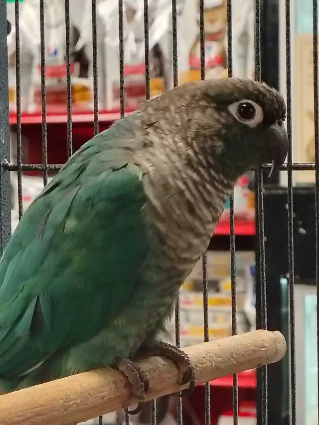 turquoise conure - Photo 2
