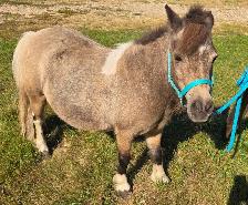 Miniature Horse