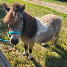Miniature Horse - Photo 2