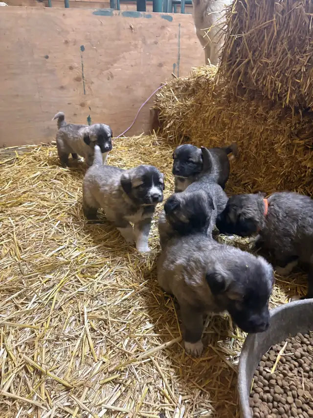 Kangal/ Great Pyrenees Puppies