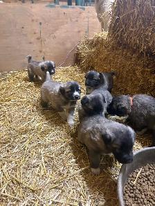 Kangal/ Great Pyrenees Puppies