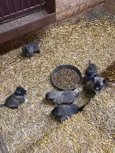 Kangal/ Great Pyrenees Puppies - Photo 2