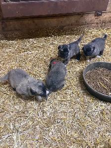 Kangal/ Great Pyrenees Puppies - Photo 3