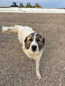 Kangal/ Great Pyrenees Puppies - Photo 4