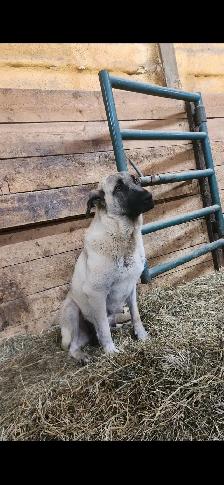 Kangal/ Great Pyrenees Puppies - Photo 5