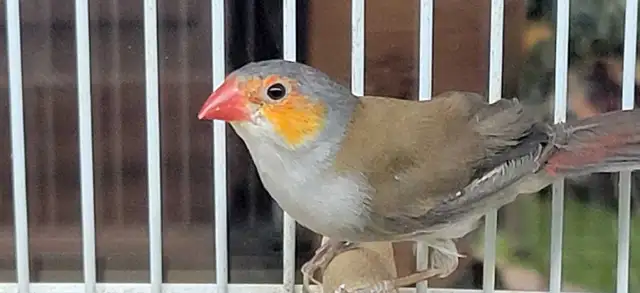 orange cheek wax Bill finches - Photo 2