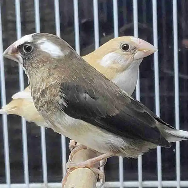 society Finch pair