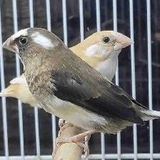 society Finch pair