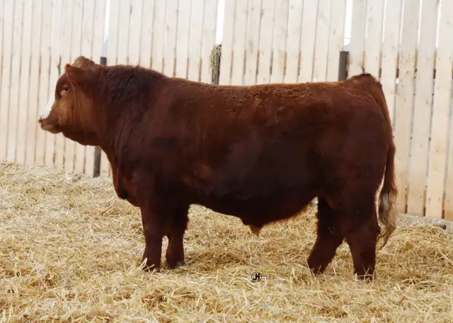 Simmental bulls