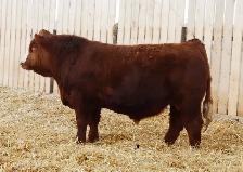 Simmental bulls
