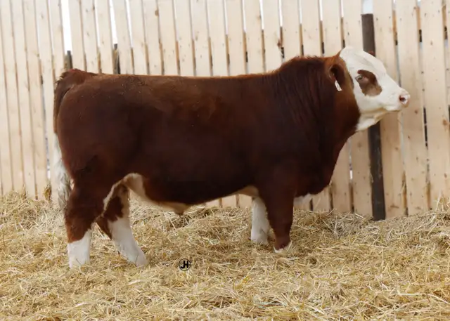 Simmental bulls - Photo 3