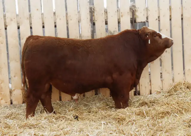Simmental bulls - Photo 4