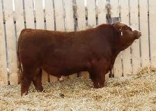 Simmental bulls - Photo 4