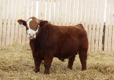 Simmental bulls - Photo 5