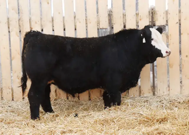 Simmental bulls - Photo 6