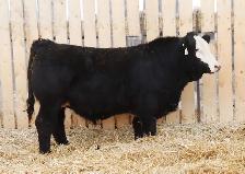 Simmental bulls - Photo 6