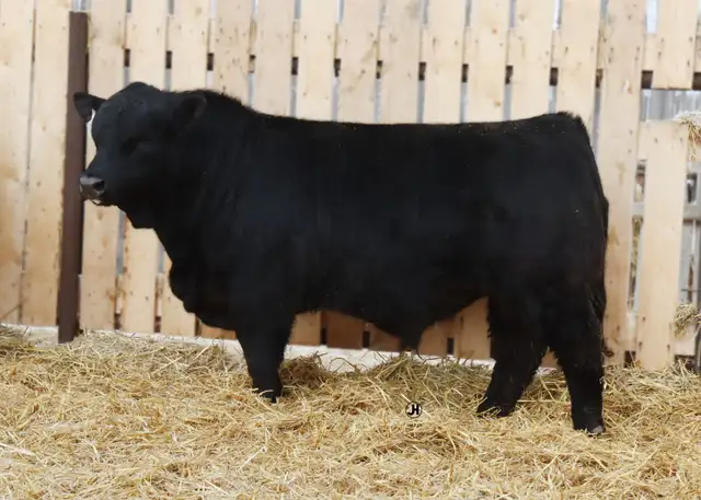 Simmental bulls - Photo 7