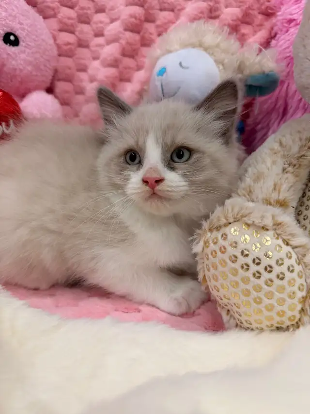 Boy Ragdoll Kitten