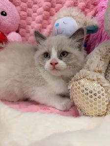 Boy Ragdoll Kitten