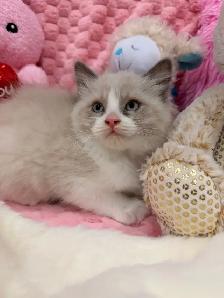 Boy Ragdoll Kitten - Photo 2