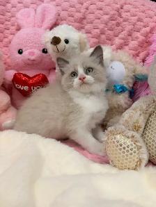Boy Ragdoll Kitten - Photo 3