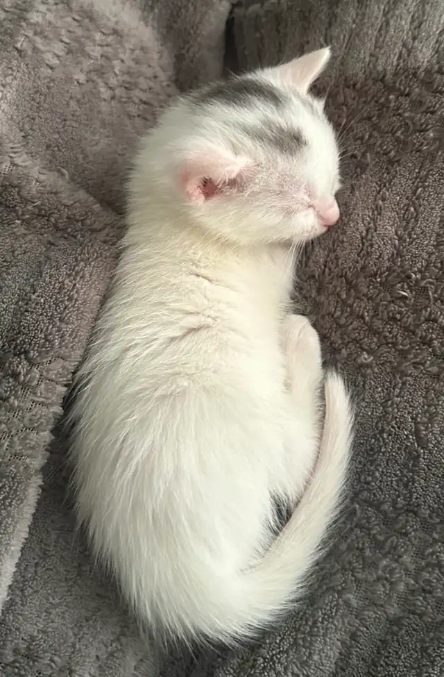 Chaton croiser mâle