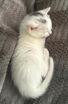 Chaton croiser mâle