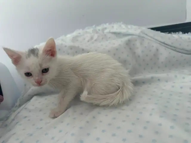 Chaton croiser mâle - Photo 2