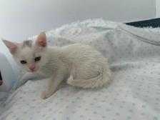 Chaton croiser mâle - Photo 2