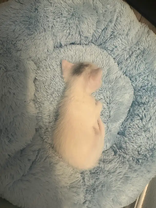 Chaton croiser mâle - Photo 3