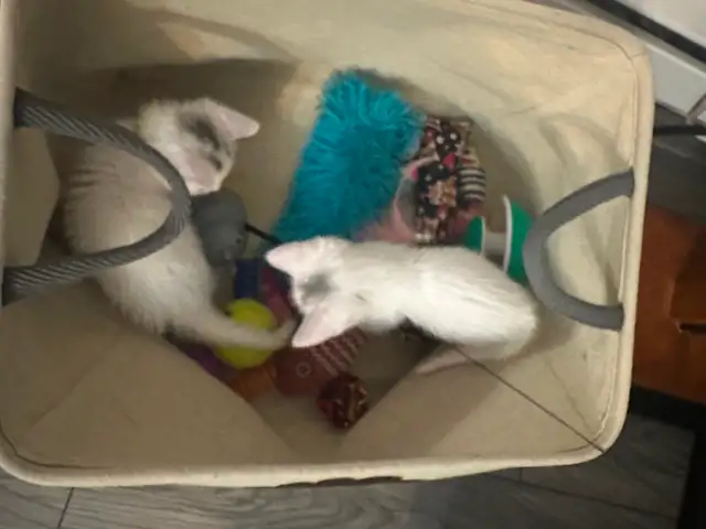 Chaton croiser mâle - Photo 4