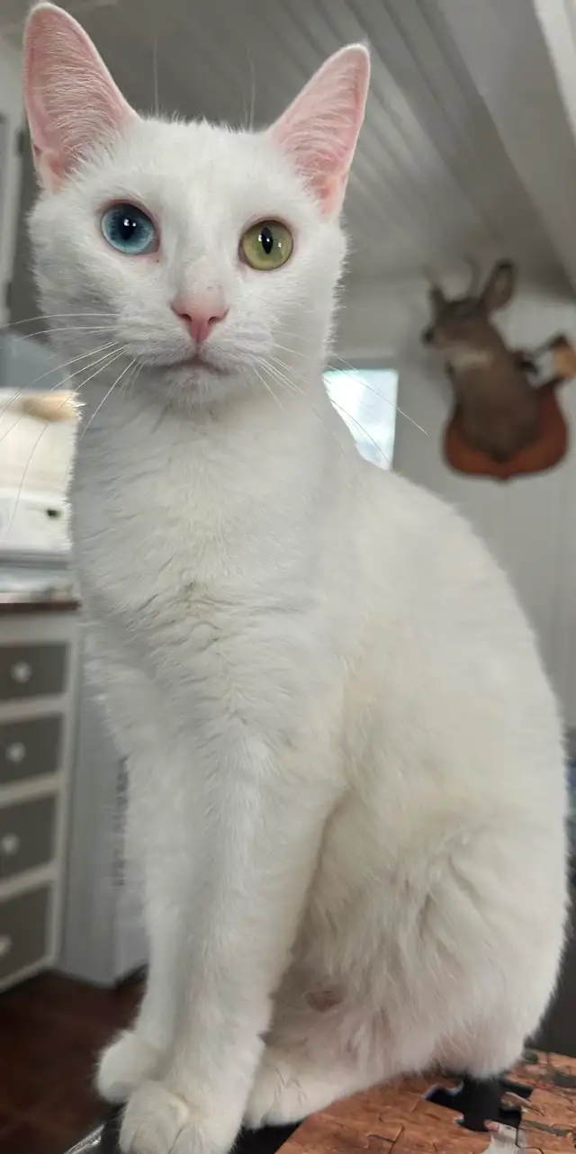 Chaton croiser mâle - Photo 5