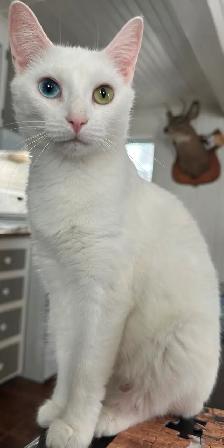 Chaton croiser mâle - Photo 5