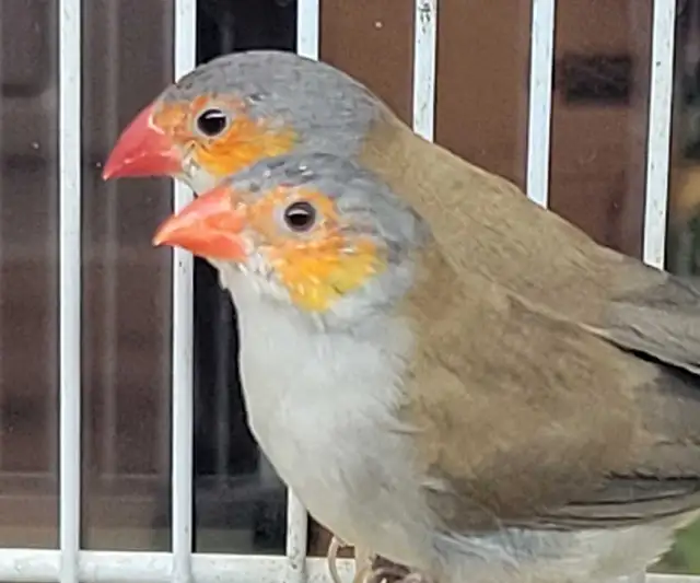 orange cheek wax Bill finches - Photo 2
